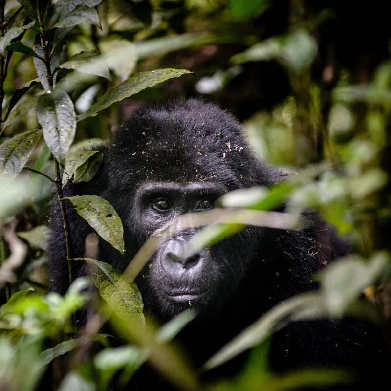 Gorilla in Uganda